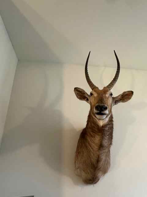 Cheap Taxidermy African Mounts