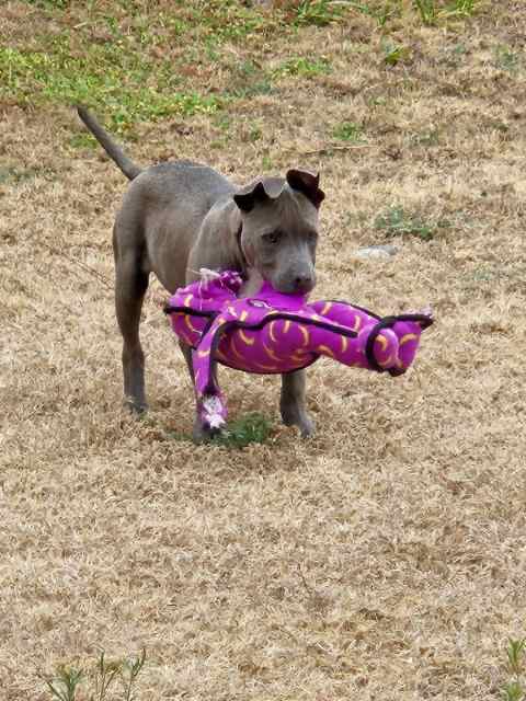 12 week old puppies for trade 