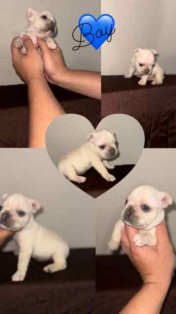 French bulldog puppies 