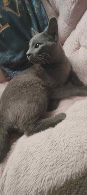 Help Save this Russian Blue Cat