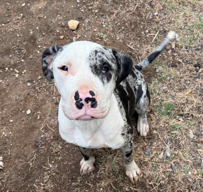 Merle coat pit bull female sweet heart