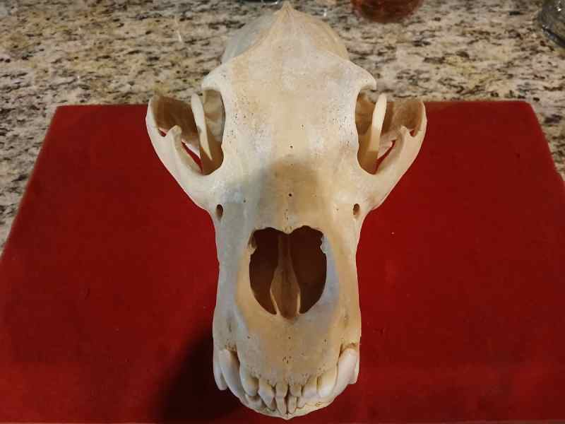Large North American Black Bear Skull
