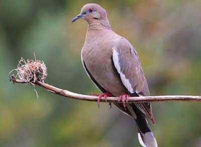 Looking for dove season 