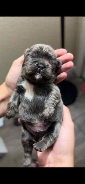 Fluffy French Bulldog Pups