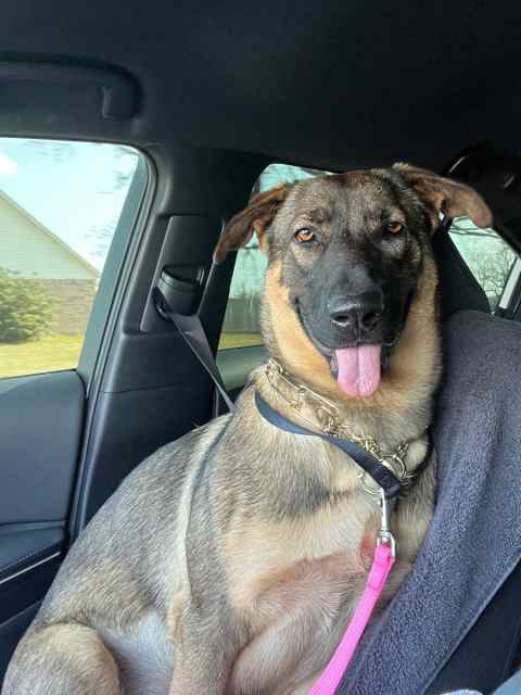 Free German shepherd/malonwa